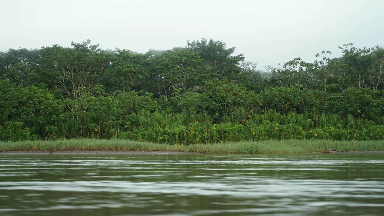 A wide, brown river running past dense green rainforest